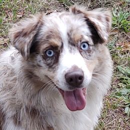 Australian Shepherds from Wilkosz Wigglebutts