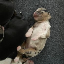 Australian Shepherd Puppies from NEK Aussies