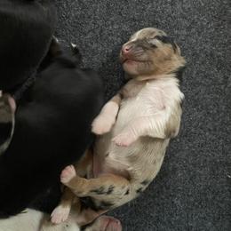 Australian Shepherd Puppies from NEK Aussies