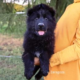 German Shepherd Puppies from Zaragoza German Shepherds