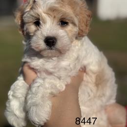 Jasper - White male Cavapoo puppy in Arcadia, Florida from KnuDawn Goldendoodles and Cavapoos