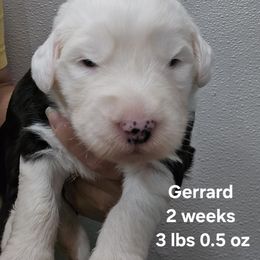 Gerrard - Black and white male Old English Sheepdog puppy in Sutherlin, Oregon from Sapphire Eyes Sheepdogs