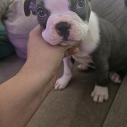 Boston Terrier Puppies from Aronow pups