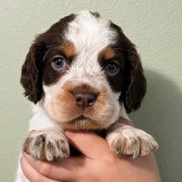 Charming - Tri-Roan male English Springer Spaniel puppy in Fort White, Florida from Thunderbird Springers