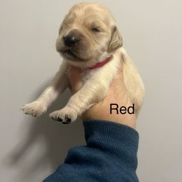 Red - Golden female Golden Retriever puppy in Jesup, Georgia from Painted Platinum Retrievers (Painted Platinum Kennel) PPK