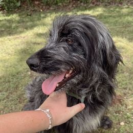 Everest - Aussiedoodle