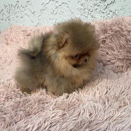 Pomeranian Puppies from Uniquepombabies