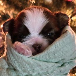 Blaze - Sable and white male Shih Tzu puppy in Wolcottville, Indiana from Ducky's Doodles