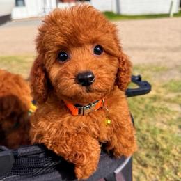 CHIP - Red male Maltipoo puppy in Sugar Land, Texas from Celebrity Maltipoos