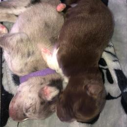 Pomsky Puppies from Urban Sky Kennel