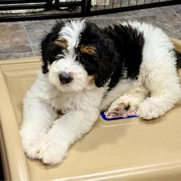 Logger  - sweetest boy - Tri-color male Bernedoodle puppy in Bowling Green, Ohio from Windy Creek Doodles