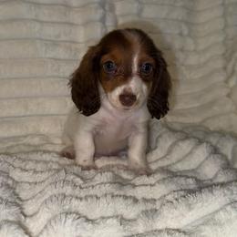 Vanessa AKC - Piebald female Dachshund puppy in Magnolia, Texas from J&R Macias Dachshunds