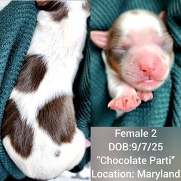 Chocolate parti yorkie - Chocolate, tan and white female Yorkshire Terrier puppy in District Heights, Maryland from Bitter Sweet Yorkies