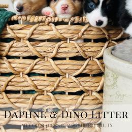 Miniature Australian Shepherd puppies from Stone & Sage ATX Toy & Mini Aussies