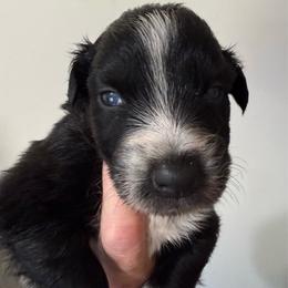 Obsidian - Black & white male Australian Shepherd puppy in Ellensburg, Washington from Creekside Aussies