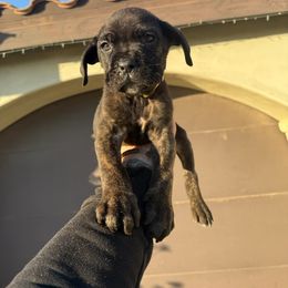 Cane Corso Puppies from ThinLine Cane Corso