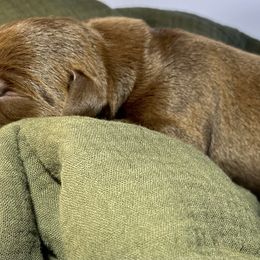 Labrador Retriever Puppies from RPAs Priceless Labradors