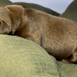 Labrador Retriever Puppies from RPAs Priceless Labradors