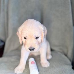 Girl 1 - White-Beige - Light golden female Golden Retriever puppy in Mc Minnville, Tennessee from Wishaw Whisky Golden Retrievers