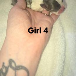 Girl 4 - Blue female Boston Terrier puppy in Ringgold, Georgia from A-K Boston Terriers