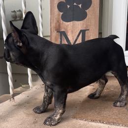 French Bulldog Puppies from King Fam Frenchies