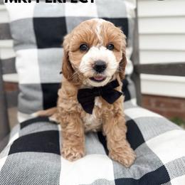 Boy 3 - Apricot male Goldendoodle puppy in Anderson, South Carolina from Brinkerhoff Doodle Farm