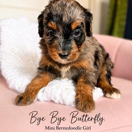 Bye Bye Butterfly - Merle female Bernedoodle puppy in Grove, Oklahoma from Guinn Family Farms