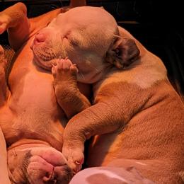 Olde English Bulldogge Puppies from Bachman Olde English Bulldogge LLC