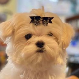 Maltese from Augustines Maltese