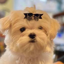 Maltese from Augustines Maltese