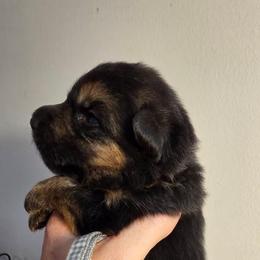 Canyon (Grey Collar) - Black and tan male German Shepherd puppy in Roanoke, Alabama from Von Schönen Träumen German Shepherds