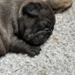 American Bully and French Bulldog Puppies from Bolt Action Kennel