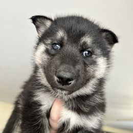 Skeleton - Black tan and white female Siberian Husky puppy in Canton, Ohio from Bleu Skies Siberian Huskies