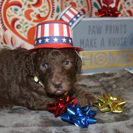 Poodle Puppies from RK'S Pets