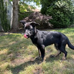 German Shepherd Puppies from Paws Of Germany
