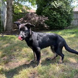 German Shepherd Puppies from Paws Of Germany