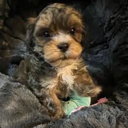Teddy Bear - Red sable male Havanese puppy in Dallas/Fort Worth, Texas from Sweet Feats Havanese