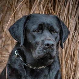 Aravis - Labrador Retriever