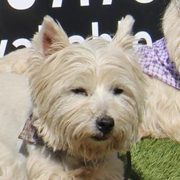 Scobby - West Highland White Terrier