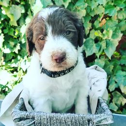 Dwight - Labradoodle puppy in Atascadero, California from Classic Poodles and Doodles