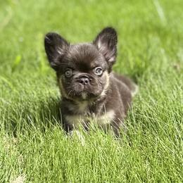 French Bulldog and Yorkshire Terrier Puppies from Twinkle Paws Frenchies and Yorkies