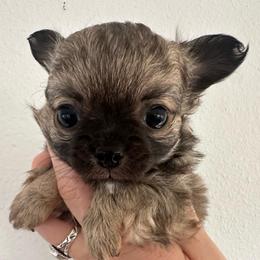 Owen - Chocolate sabled fawn male Chihuahua puppy in Coweta, Oklahoma from Green Country Chihuahuas