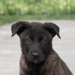 Male - super sweet and loving- gentle demeanor - Black sable male Belgian Malinois puppy in Dallas, Texas from RoyalHaus Malinois