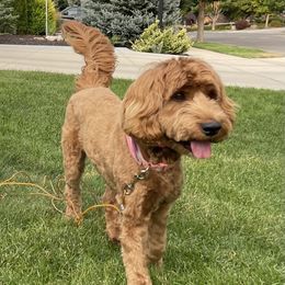 Indy - Australian Labradoodle