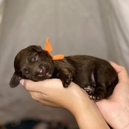 Boy 5 - Chocolate Australian Labradoodle puppy in Tumwater, Washington from South Sound Australian Labradoodles