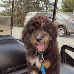 Bernedoodle, Dachshund, Goldendoodle, and Sheepadoodle Puppies from Doodles & Doxies