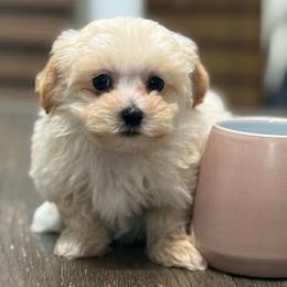 Donnelly - Apricot male Maltipoo puppy in Lebanon, Kentucky from Mosaic Merle Doodles