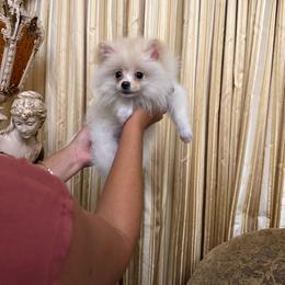 Teddy - Cream male Pomeranian puppy in Naples, Florida from 🤎 Dreaming Puppies 🐶