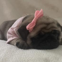 Bulldog and Pug Puppies from Love that bulldog lewter family