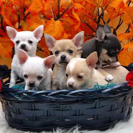 Chihuahua and Dachshund Puppies from Dachshund Family Love Breeders